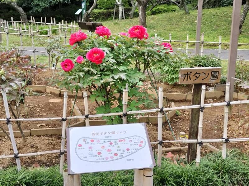 【ボタン】が咲き始めました。の写真