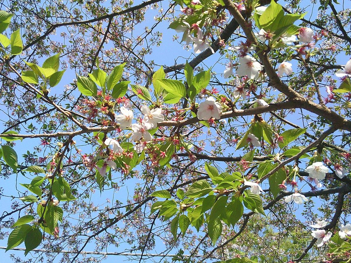 DSCF0013-thumb-1200xauto-