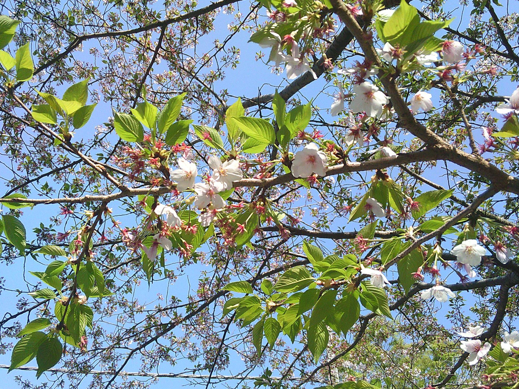 【サクラ開花情報2025】ソメイヨシノほか、園内の桜たちは葉桜となってきました🌸🍃の写真