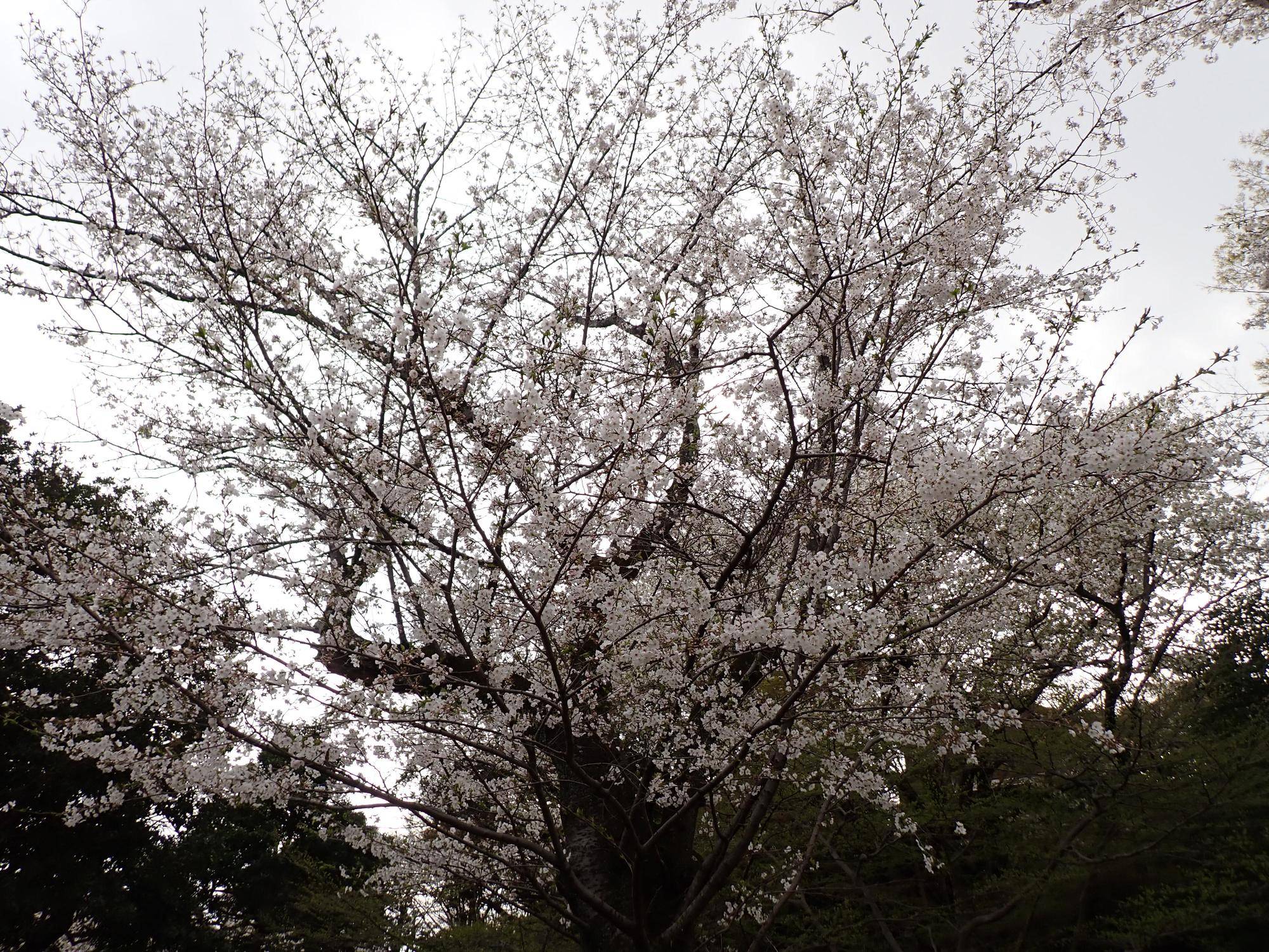 【サクラ開花情報2025】満開になりました🌸の写真