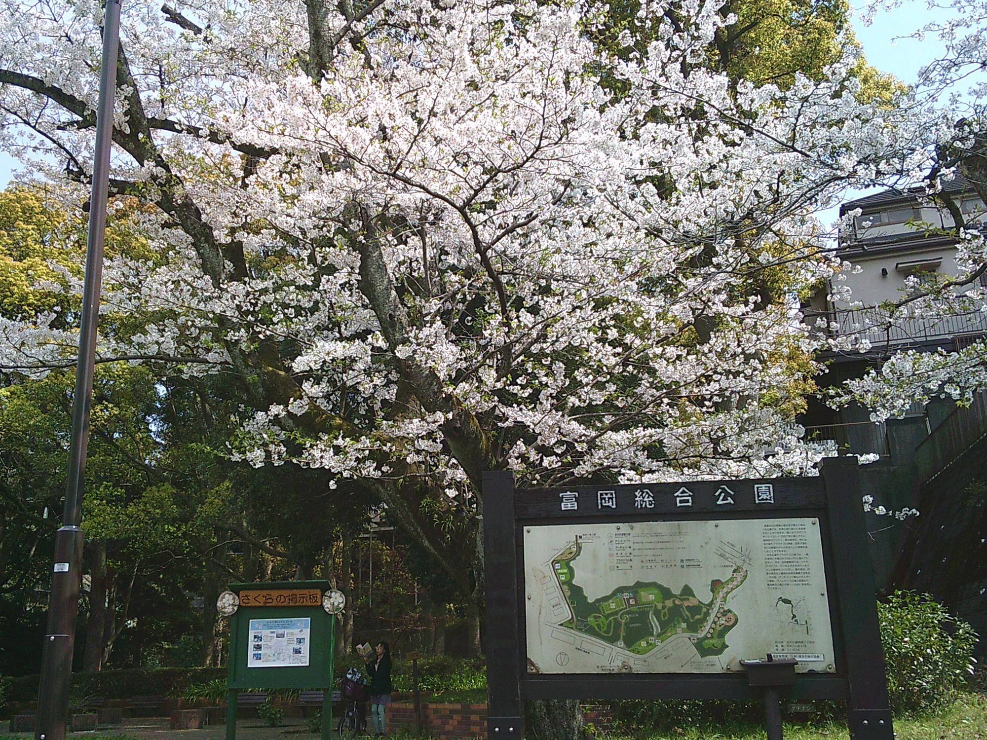 【サクラ開花情報2025】桜は儚く、散り際が美しい🌸の写真