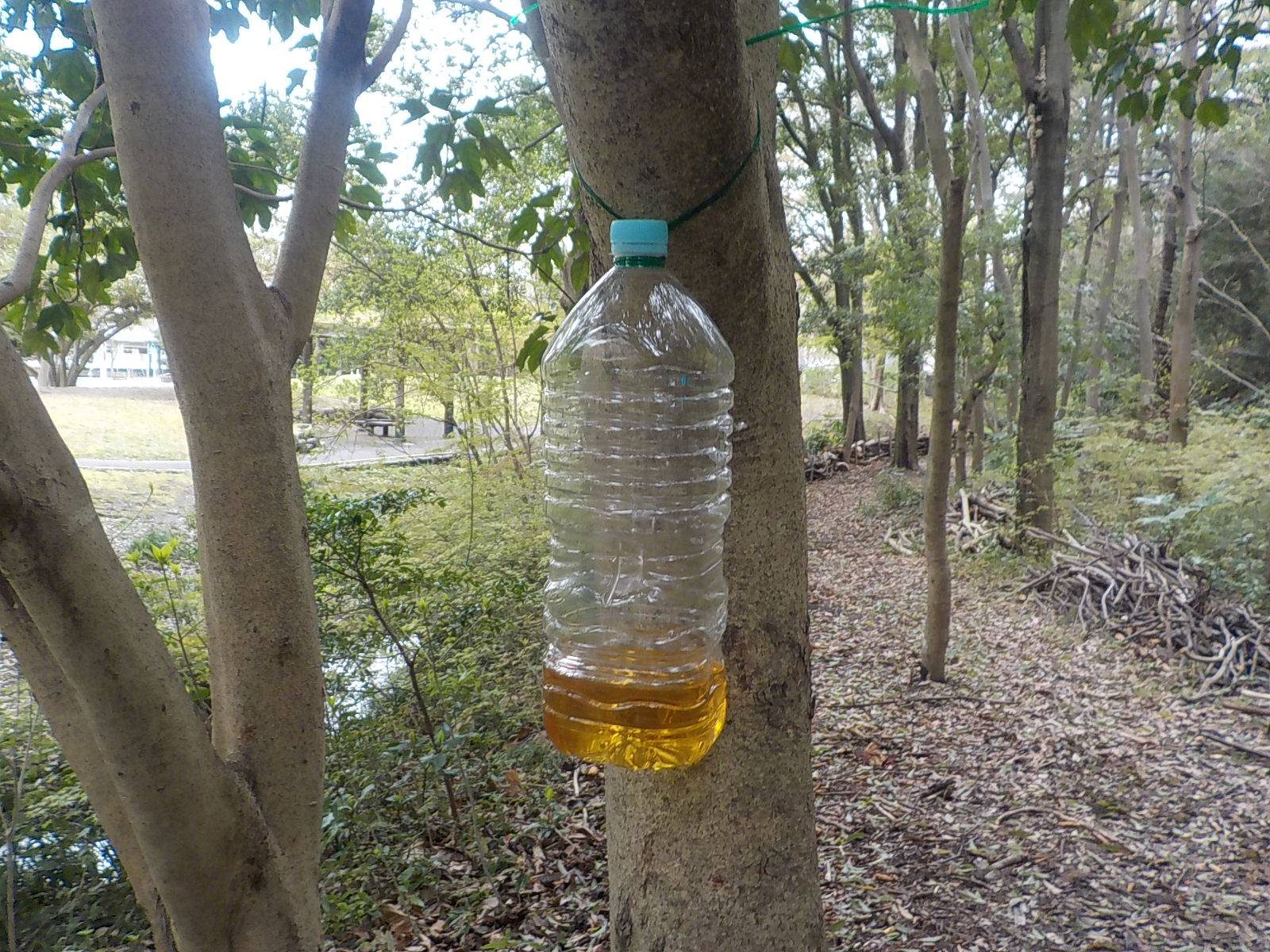 「スズメバチ駆除」作業をしました。の写真