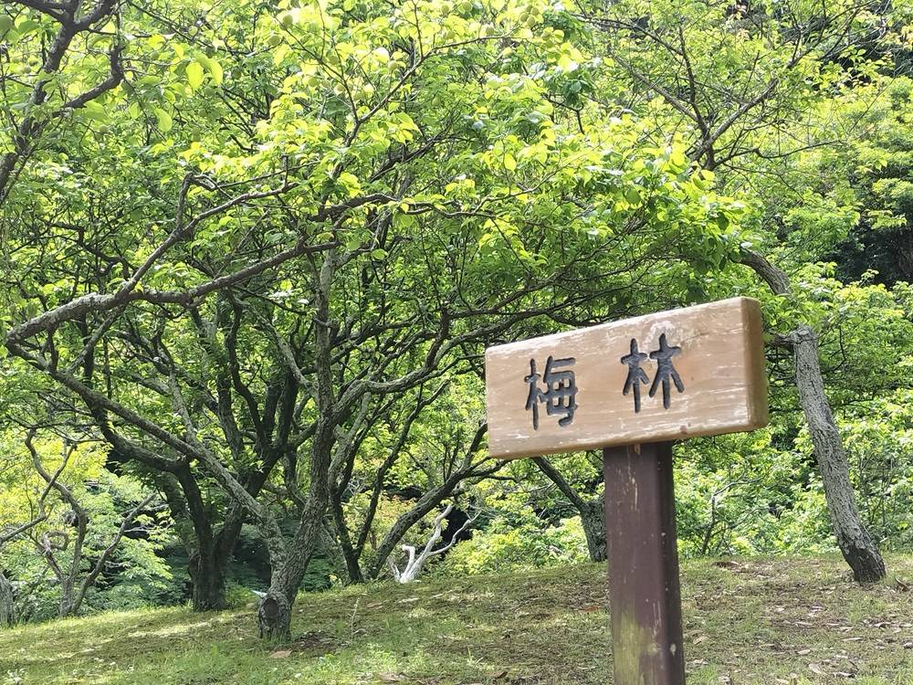 今年も盛況!【梅もぎ体験会】の写真