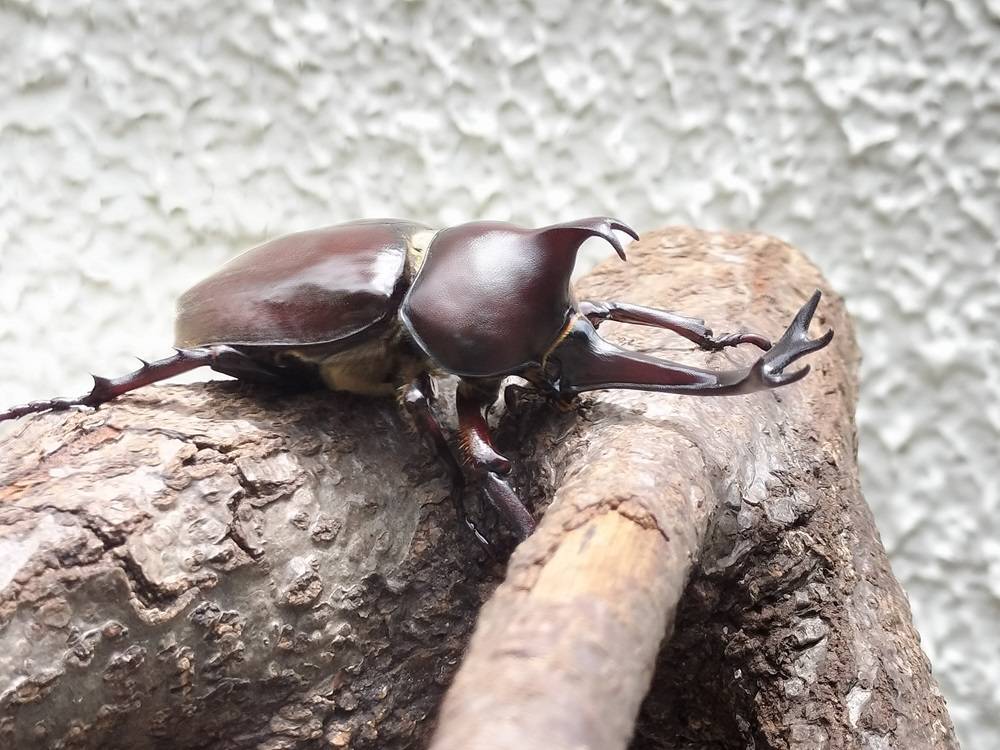 カブトムシが羽化しました!の写真