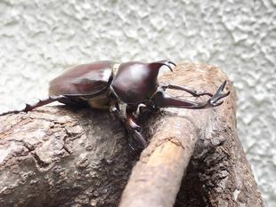 カブトムシが羽化しました!