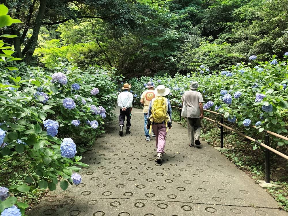 「あじさい鑑賞会」を開催しました。の写真