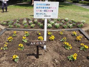 金沢支援学校生徒の皆さんと花壇の花植えを行いました。