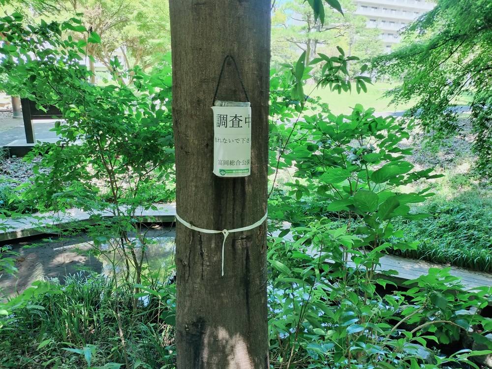 昆虫観察会準備をしました。の写真