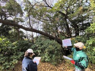🌳【樹木調査】レポート🌸