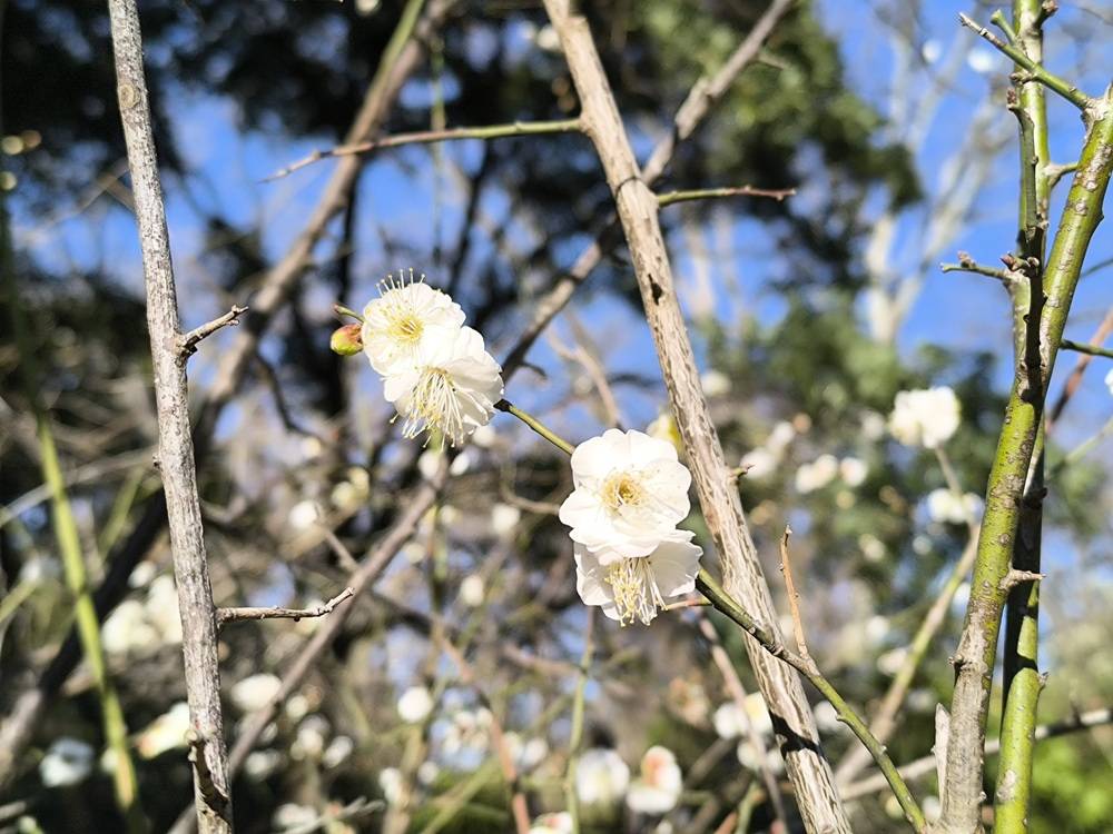 🌸【ウメ】が開花しました。の写真
