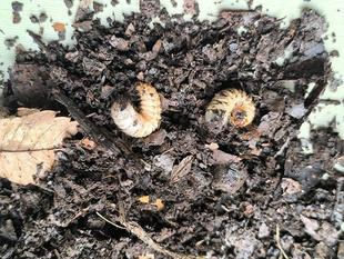 カブトムシ幼虫発見