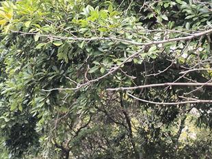 サクラ開花情報予告版【2026年2月5日号】