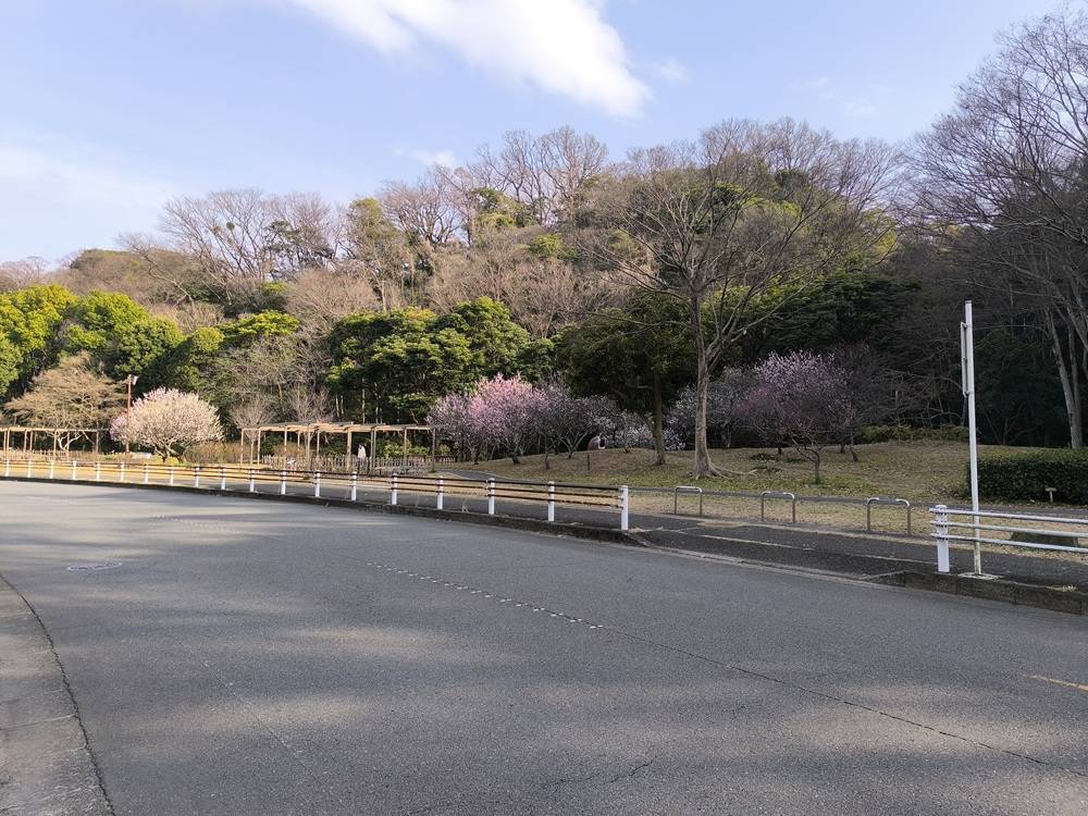 ウメが満開🌸ですの写真