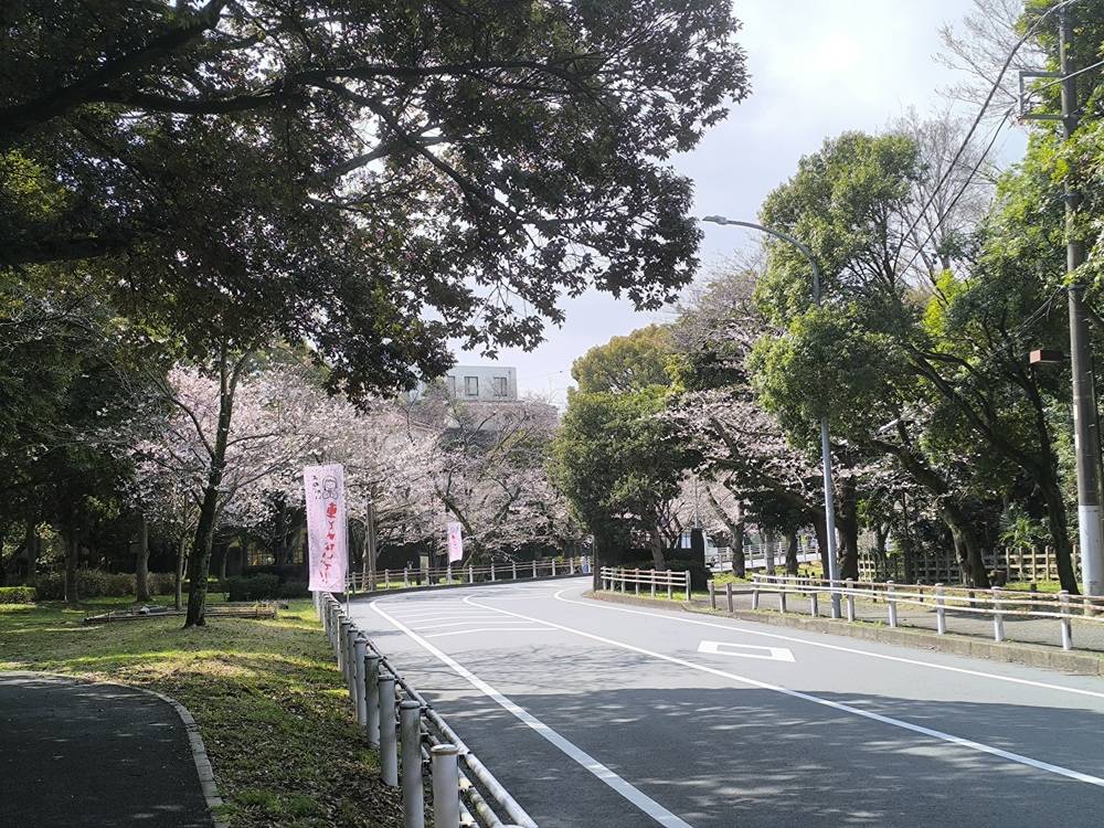 桜開花情報【２０２６年３月２８日号】ソメイヨシノ5分咲き🌸🌸🌸🌸の写真