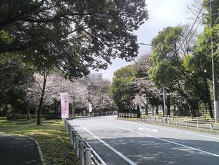 桜開花情報【２０２６年３月２８日号】ソメイヨシノ5分咲き🌸🌸🌸🌸