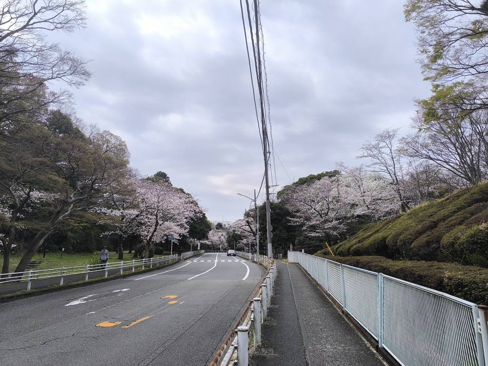 桜開花情報【２０２６年３月３０日号】ソメイヨシノ満開になりました🌸🌸🌸🌸🌸の写真