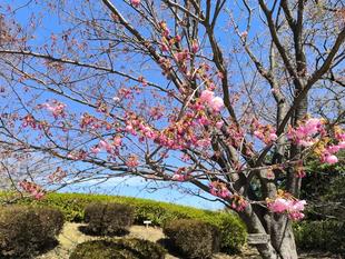 桜開花情報【２０２６年３月１５日号】🌸「ヨコハマヒザクラ」開花しました！