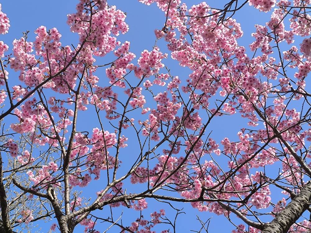 桜開花情報【３月２３日号】ヨコハマヒザクラ満開です🌸🌸の写真