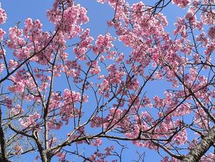 桜開花情報【３月２３日号】ヨコハマヒザクラ満開です🌸🌸
