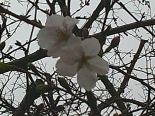 桜開花情報【2026年3月20日号】　ソメイヨシノ開花です🌸