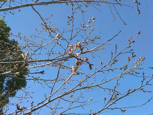 桜開花情報【2026年3月14日号】　『ジンダイアケボノ』もう少しで咲き始めるかな!(^^)!