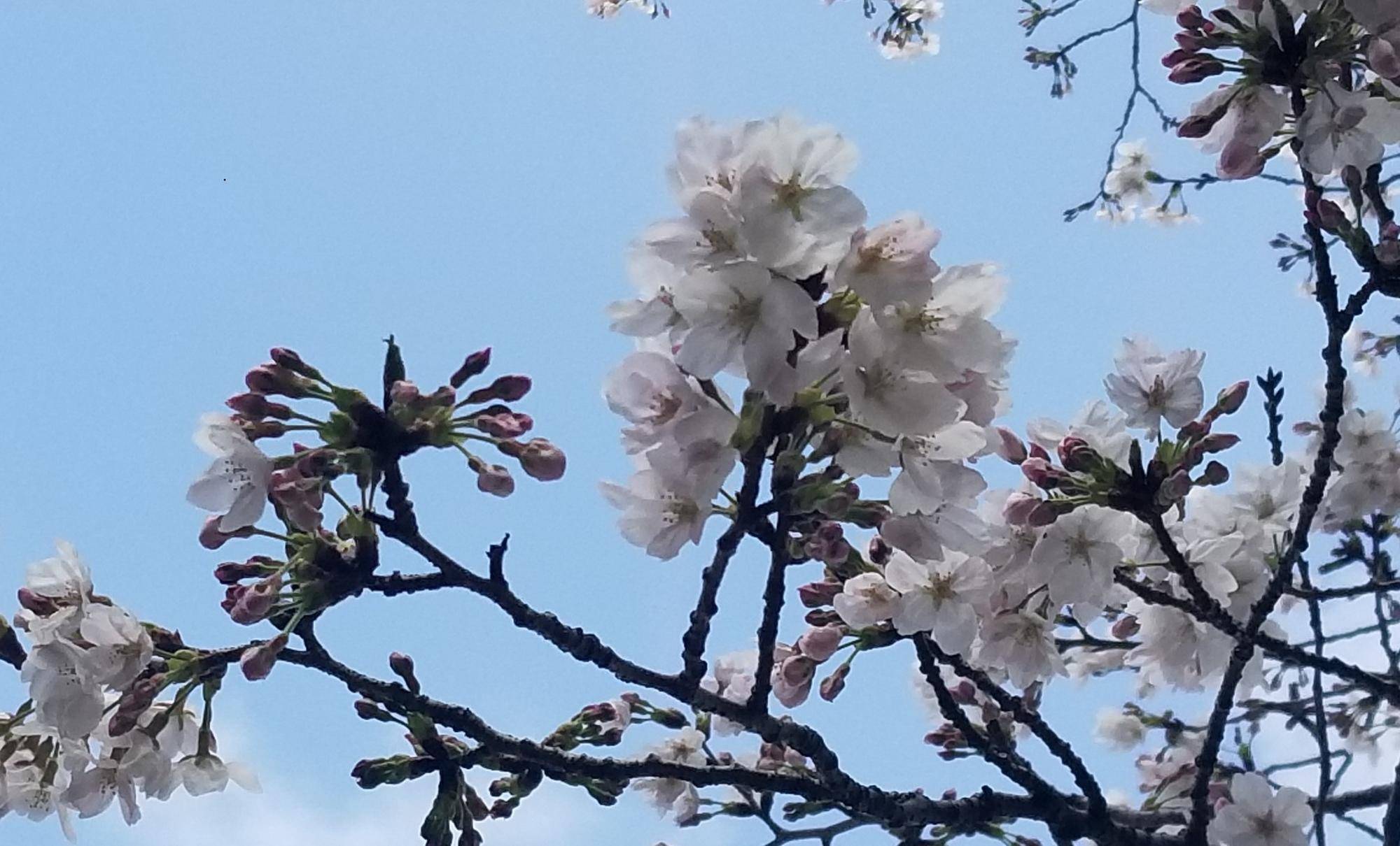桜開花情報【2026年3月27日号】ソメイヨシノは三分咲き🌸🌸🌸　　　ジンダイアケボノは満開です🌸🌸🌸🌸🌸の写真