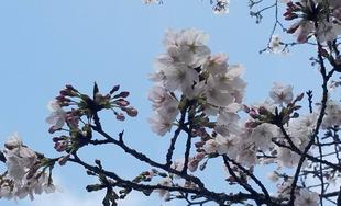 桜開花情報【2026年3月27日号】ソメイヨシノは三分咲き🌸🌸🌸　　　ジンダイアケボノは満開です🌸🌸🌸🌸🌸