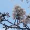 桜開花情報【2026年3月27日号】ソメイヨシノは三分咲き🌸🌸🌸　　　ジンダイアケボノは満開です🌸🌸🌸🌸🌸の画像
