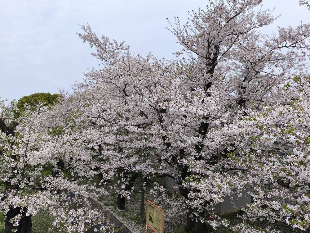 桜開花情報【２０２６年４月5日号】ソメイヨシノが散り始めました🌸～🌸の写真