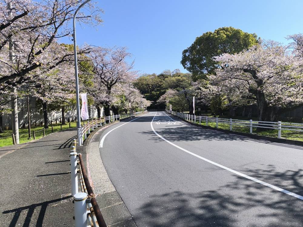 桜開花情報【２０２６年４月８日号】葉桜になりました🌸～🍃の写真