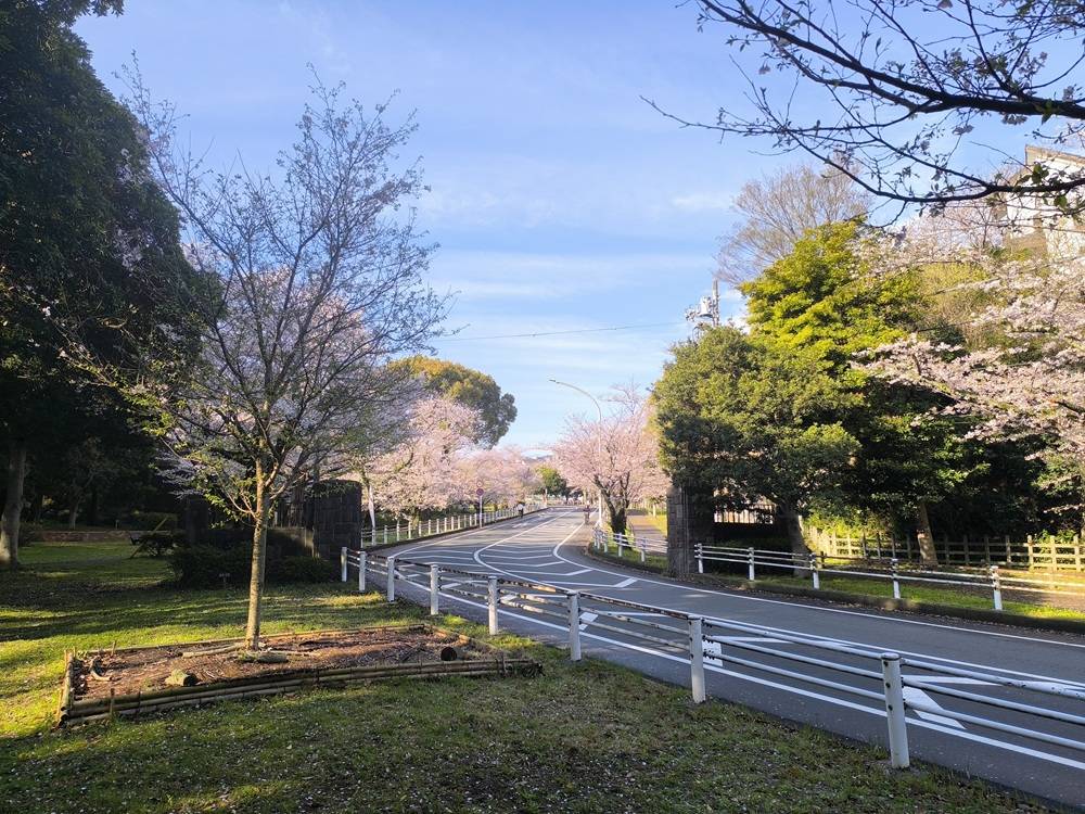 桜開花情報【2026年4月1日号】ソメイヨシノが引き続き満開です🌸🌸🌸🌸🌸🌸の写真