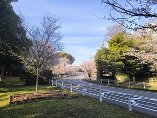 桜開花情報【2026年4月1日号】ソメイヨシノが引き続き満開です🌸🌸🌸🌸🌸🌸
