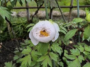 【ぼたん】が開花しました😊