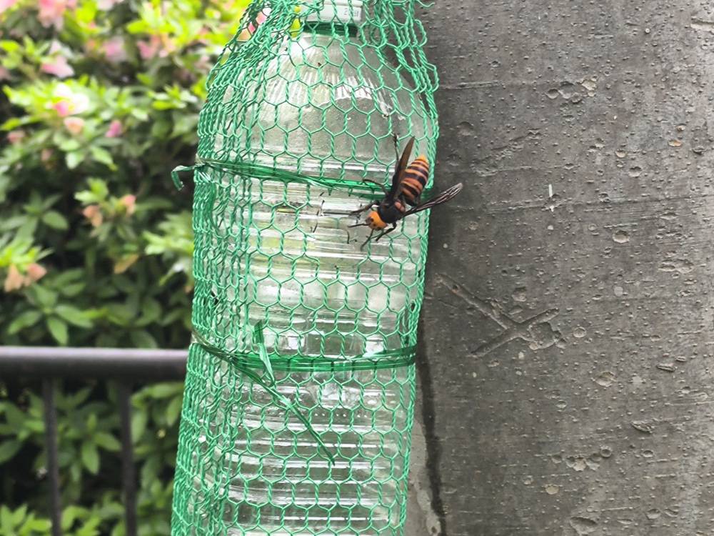 スズメバチの人生いろいろ～🐝学びがあります。の写真