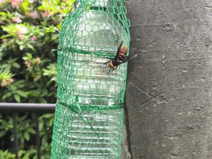 スズメバチの人生いろいろ～🐝学びがあります。