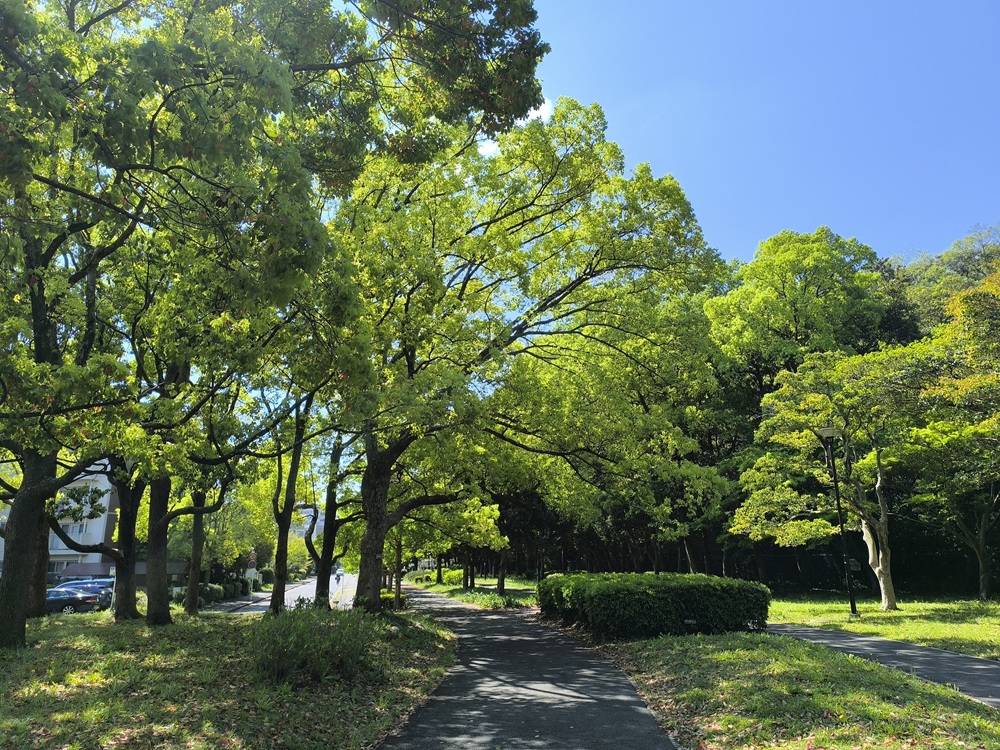 【新緑の公園】ウォーキングのご紹介です💚の写真