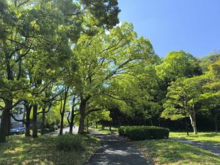 【新緑の公園】ウォーキングのご紹介です💚