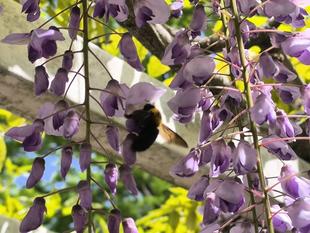 クマバチ🐝大忙しです。
