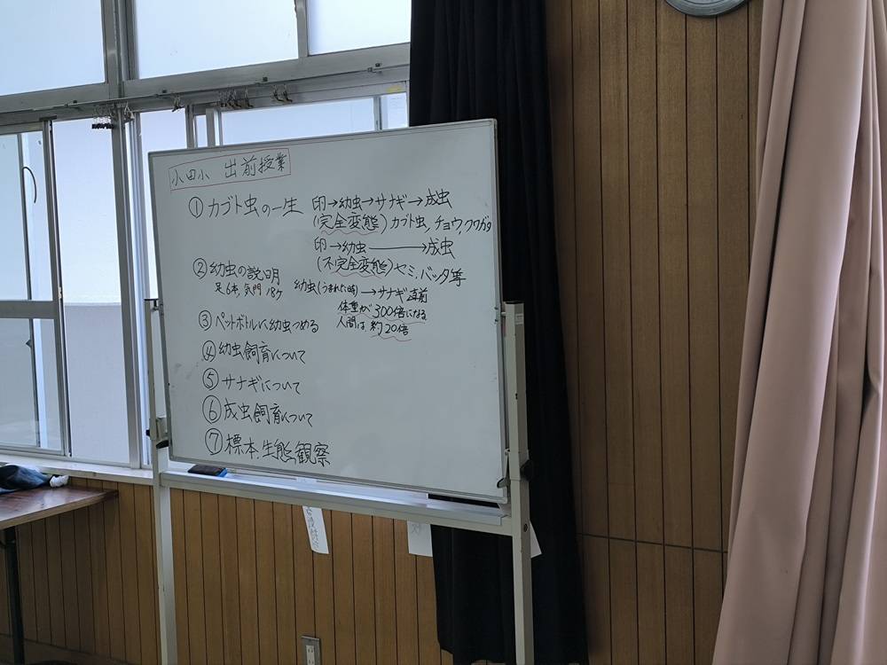 小田小にて【カブトムシ】出前授業をおこないました。の写真
