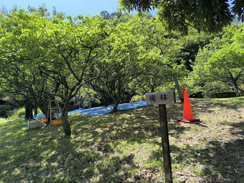 【ウメもぎ体験会】リポートの写真