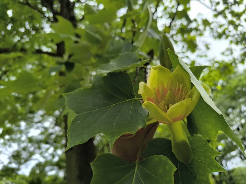 【ユリノキ】の花が咲きました。の写真