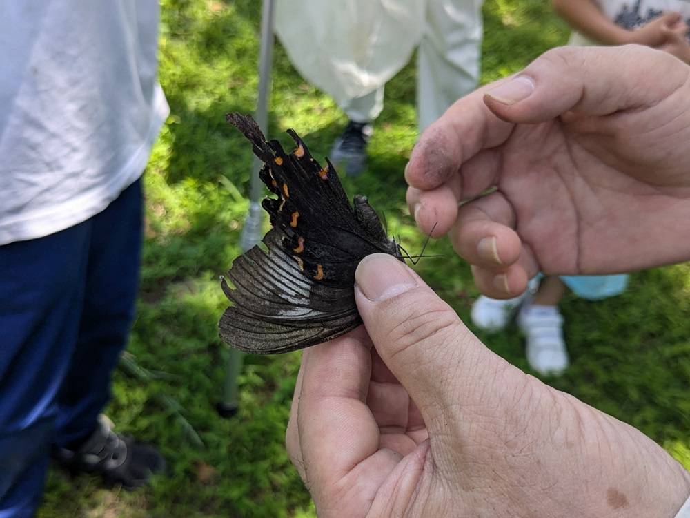 【夏休み昆虫観察会】を開催します！の写真