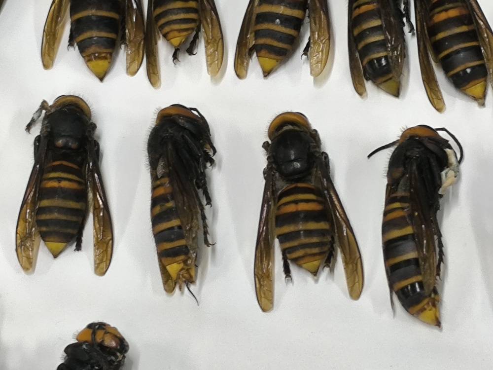 【ハチトラップ】その後～🐝の写真