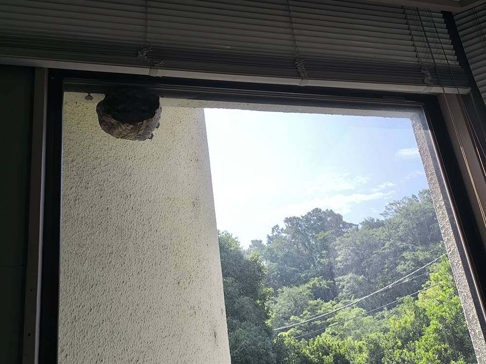 【キイロスズメバチの巣】を撤去しました🐝の写真