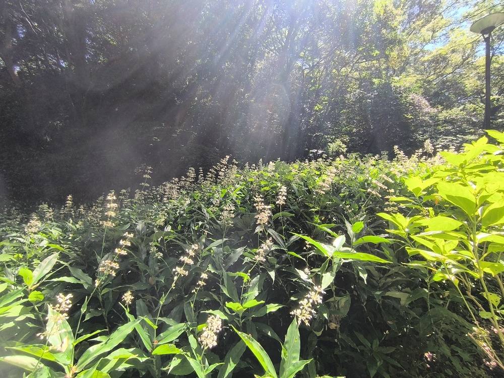 【ヤブミョウガ】が見ごろです。の写真