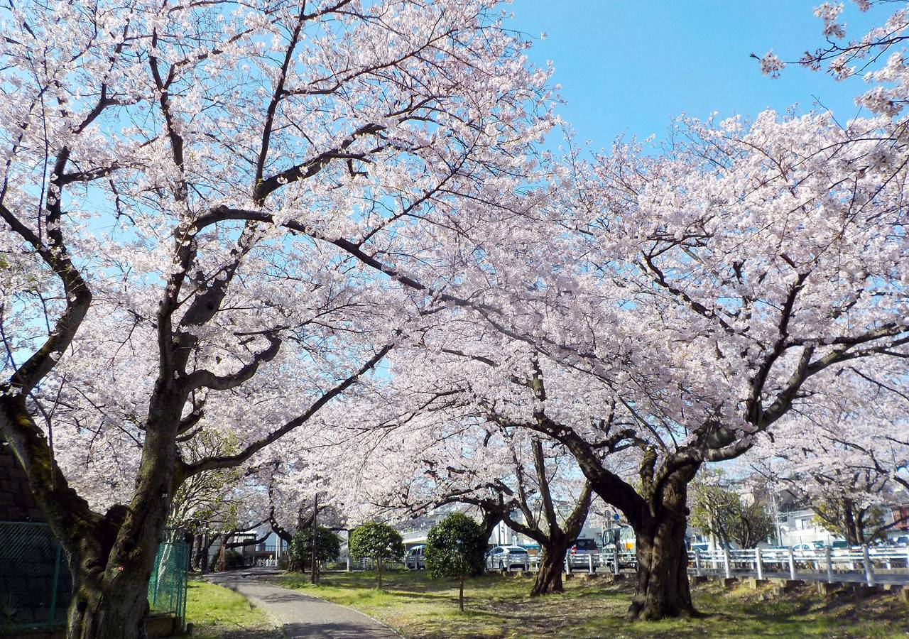 富岡総合公園_桜並木.jpg