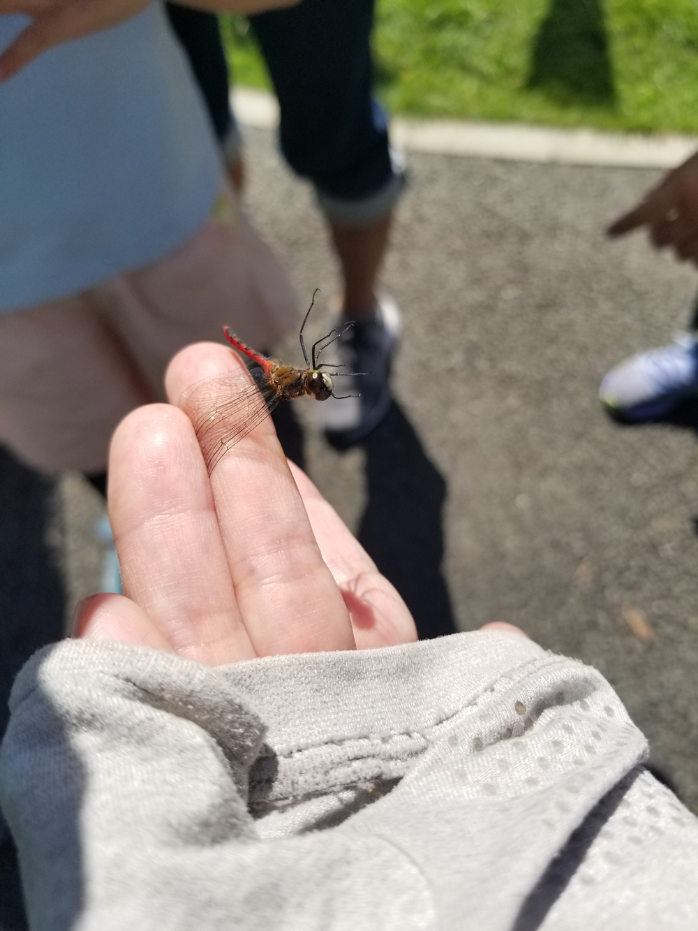 saigo ヒメアカネ.png