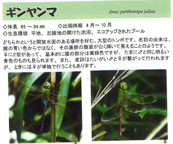 ギンヤンマ.png