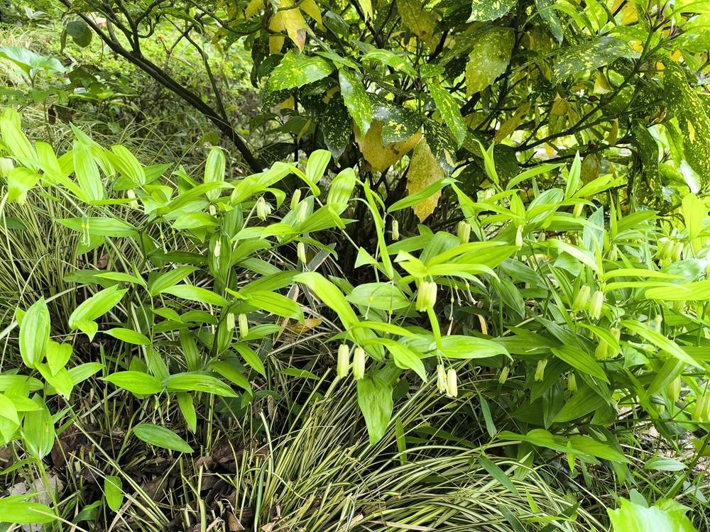 4 ホウチャクソウ.jpg