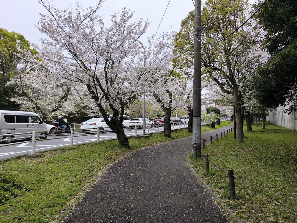 桜並木中.jpg